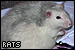 Rats